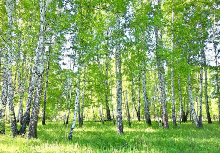 Nature Forest Birch Green Trees wall mural - 14182