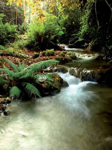 Streamlet in the forest green wallpaper - 147A