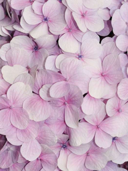 Tender pink orchids, fresh living room wall mural - 3103A
