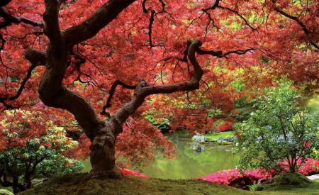 Autumn tree in a lake garden wall poster - 270