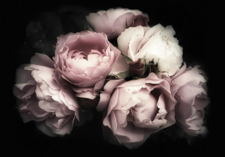 Dark theme flower photowall - 13299