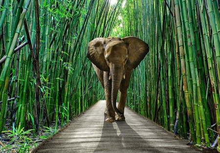 Elephant in bamboo wall Mural - 14344
