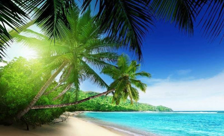 Green palms on a far-away beach, relaxing image - 736