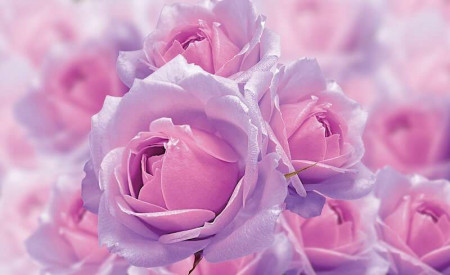 Pink roses bouquet out-of-focus effect photowall - 3662