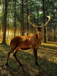 Deer closeup image, wild animals wall mural - 3194A