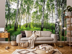 Nature Forest Birch Trees Sunshine wall mural - 14175