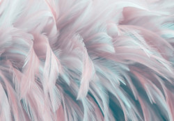 Pastel feathers wall mural - 13989