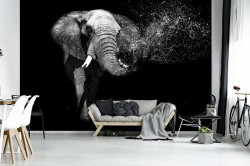 African Elephant, black and white image - 11769
