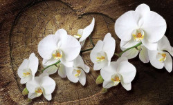 Love message with orchids wallpaper -1014