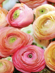 ranunculus flower closeup image - 2298A