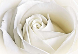 Single white rose macro shot photowall - 8-001