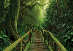 A path among the trees Wall Mural - 14569