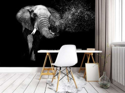 African Elephant, black and white image - 11769