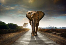 Elephant, wall posters of wild animals - 12616