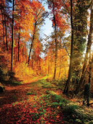 Forest path in the colored autumn wallpaper - 12108A