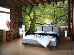 Green trees in a sunny wheather wall mural - 11799