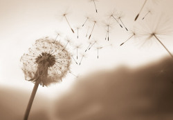 Landscape with dandelion Wall Mural - 14708