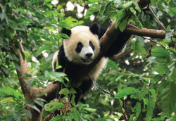 Panda wall mural - 10238