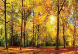 Sunny day in a beautiful forest wall mural - 13460
