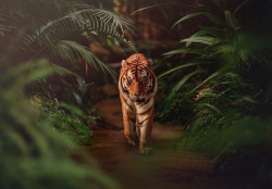 Tiger in the jungle wall mural - 14423