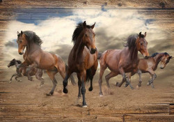 Free running horses, wild animals wall paper - 10083A