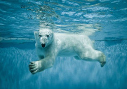 Polar bear in the water wall mural - 12621