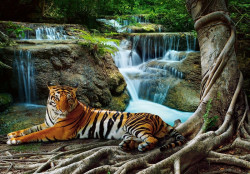 Tiger wall mural - 14407