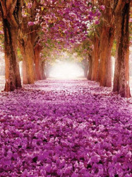 Blossomed cherry tree path - 10236A