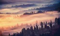 Deep misty forest landscape wallpaper - 13572