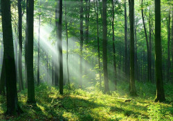 Forest rays wall mural - 14420