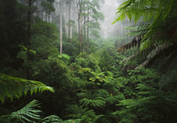 Forest wall mural - 14401