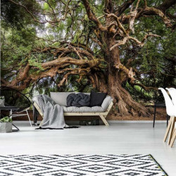 Magical old tree wall mural - 13011