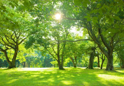 Nature Forest Park Trees Wall Mural - 14529