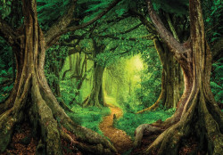 The kingdom of the trees wall mural - 13852