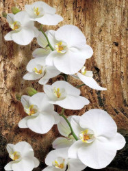 White orchids wall mural - 1017A