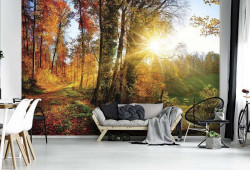 Colorful autumn forest at sunrise wallpaper - 12108