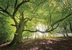 Green trees in a sunny wheather wall mural - 11799