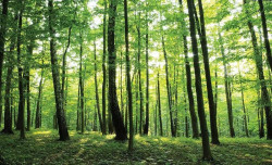 Green woods in the spring Wall Mural - 186