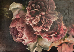 Peonies on concrete Wall Mural - 14568