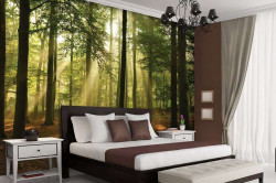 Sunbeams in the forest wall mural - 10331