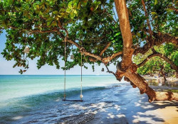 Cradle on a beach tree - 11850