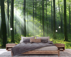 Forest rays wall mural - 14420