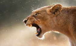 Lionesse wall mural - 3615
