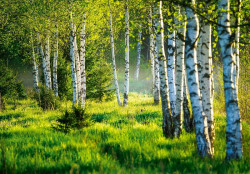 Nature Birch Forest Trees Grass wall mural - 14174