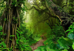Nature Forest Jungle Green Wall Mural - 14565