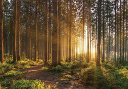 Nature Forest Spring Trees Sun wall mural - 14185
