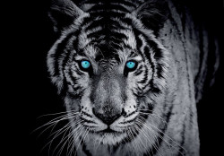 Wall Mural - 10202