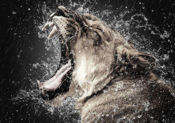 Wild cat, animals wallpaper - 13005