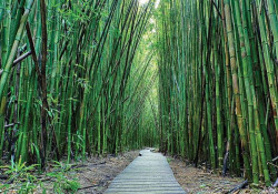 Bamboo zen garden walk wall mural - 12632