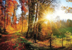 Colorful autumn forest at sunrise wallpaper - 12108